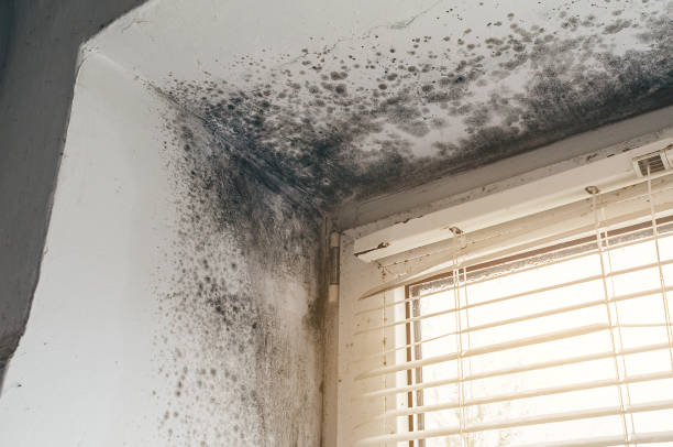 Affordable Mold Cleanup solutions in Castalia, NC