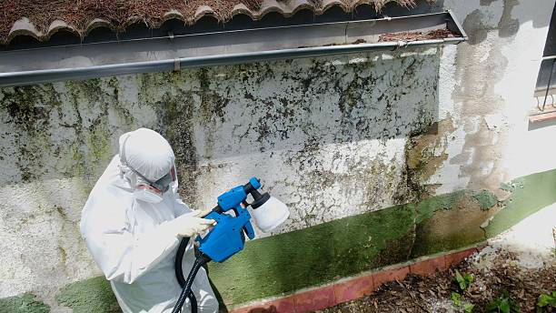 Trusted Mold Inspection service in Castalia, NC - Cheap Mold Removal